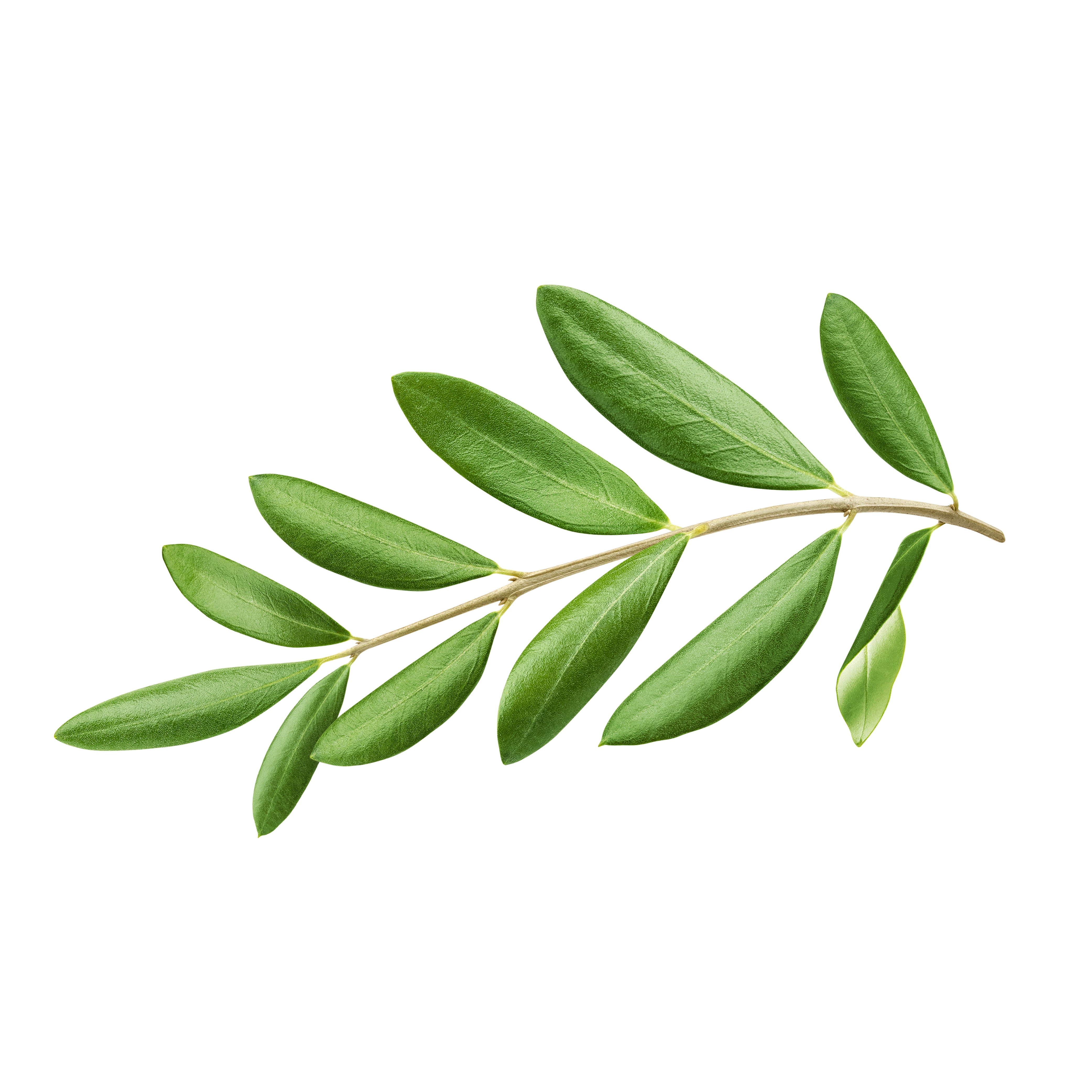 Olive Leaf